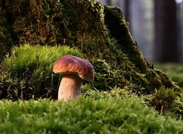 La nutrition des champignons : Ils sont délicieux et ont des effets bénéfiques sur la santé