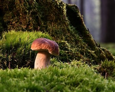 La nutrition des champignons : Ils sont délicieux et ont des effets bénéfiques sur la santé