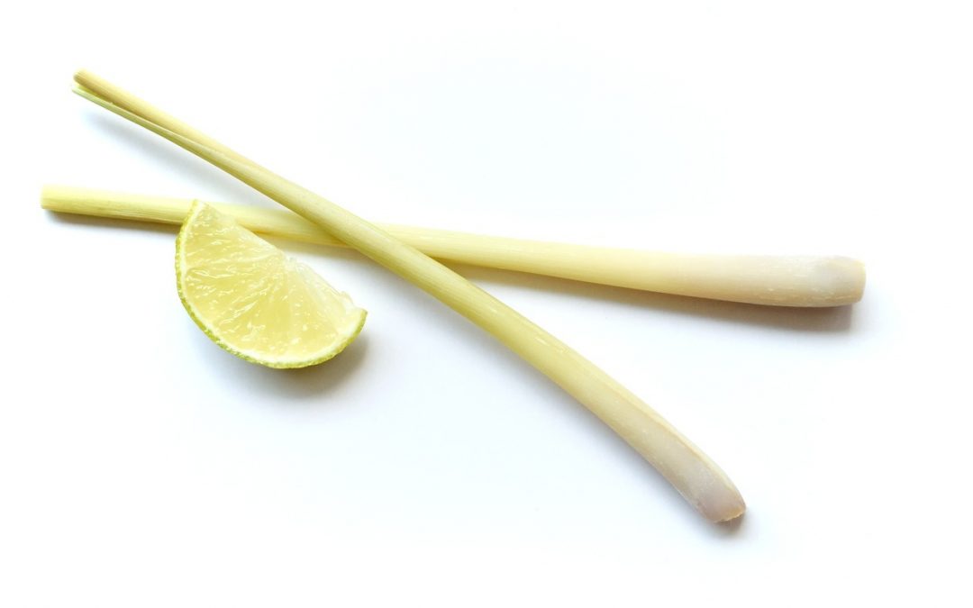 Les avantages de la culture de la citronnelle pour l’alimentation et la médecine