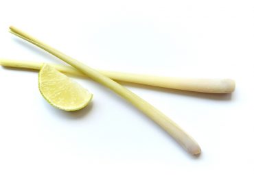 Les avantages de la culture de la citronnelle pour l’alimentation et la médecine