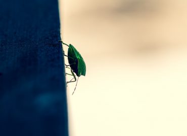 Qu’est-ce qui attire le plus les punaises de lit ?